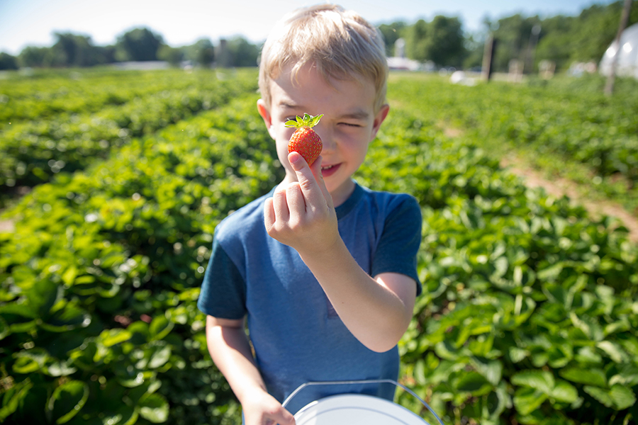 strawberry picking